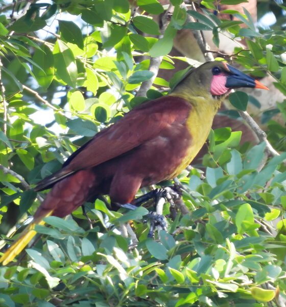 Descoberta no Cora o da Amaz nia Por que o Parque Estadual do Xingu um Tesouro para a Vida Selvagem