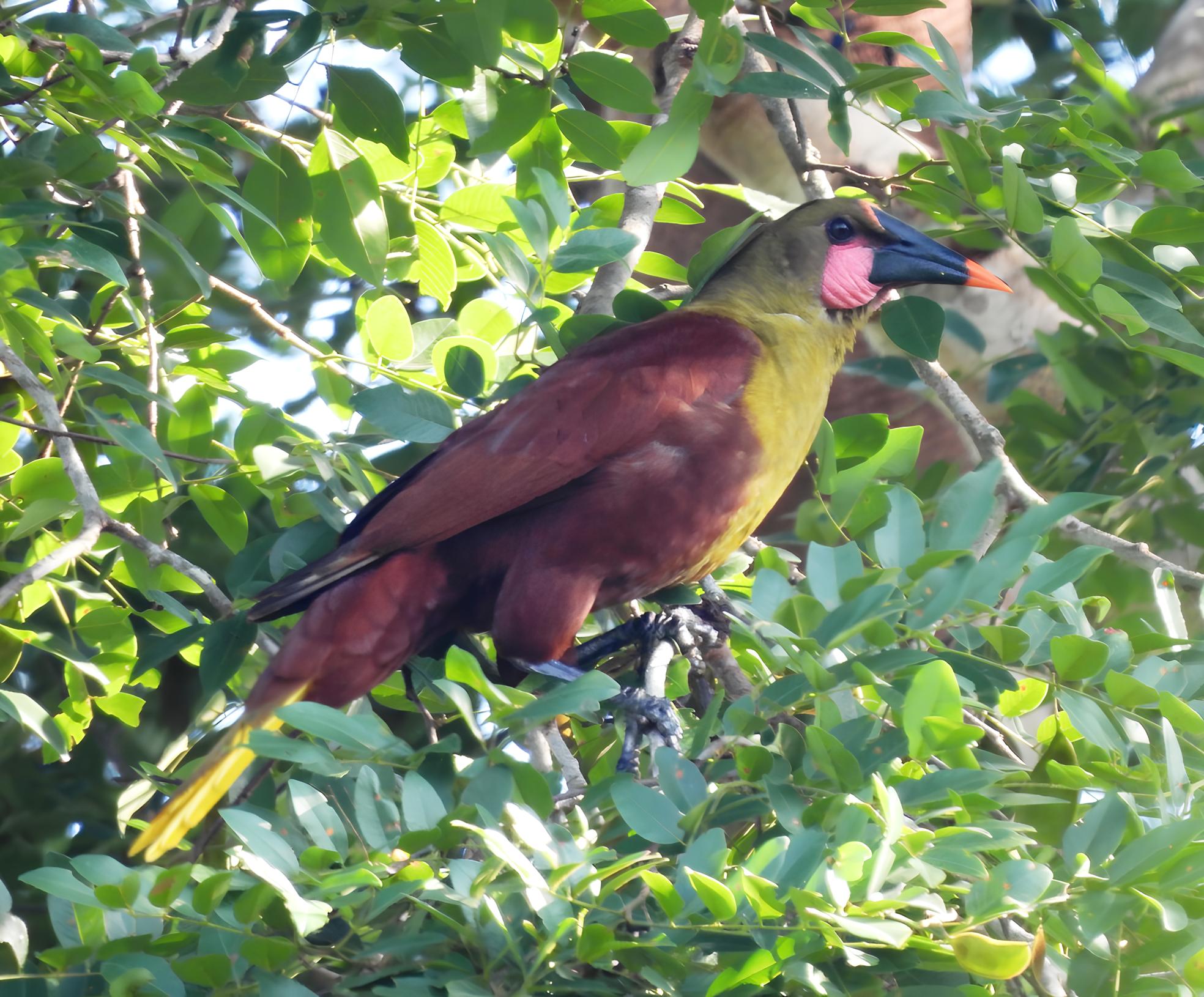 Descoberta no Cora o da Amaz nia Por que o Parque Estadual do Xingu um Tesouro para a Vida Selvagem