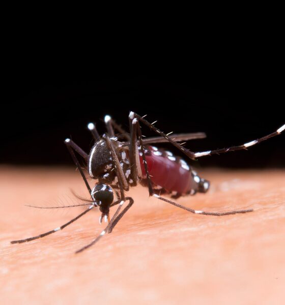 Indaiatuba em Alerta O Ver o que N o Terminou Dengue Devasta Vidas e Deixa 10 Mil Marcas na Hist ria