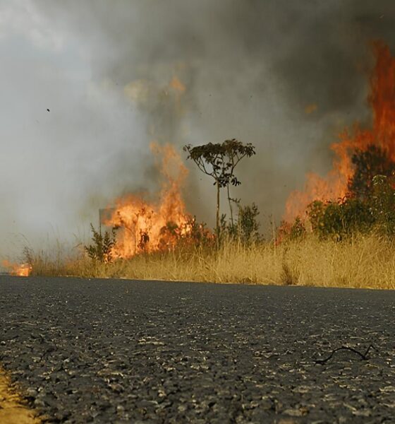 O Calor Está Queimando o Futuro? Como a Região de Campinas Enfrenta o Alarmante Risco de Incêndios Florestais 2 O Calor Est Queimando o Futuro Como a Regi o de Campinas Enfrenta o Alarmante Risco de Inc ndios Florestais