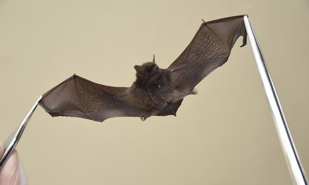 O Mist rio Sombrio dos Morcegos de Valinhos Quando a Natureza Entra em Alerta Vermelho