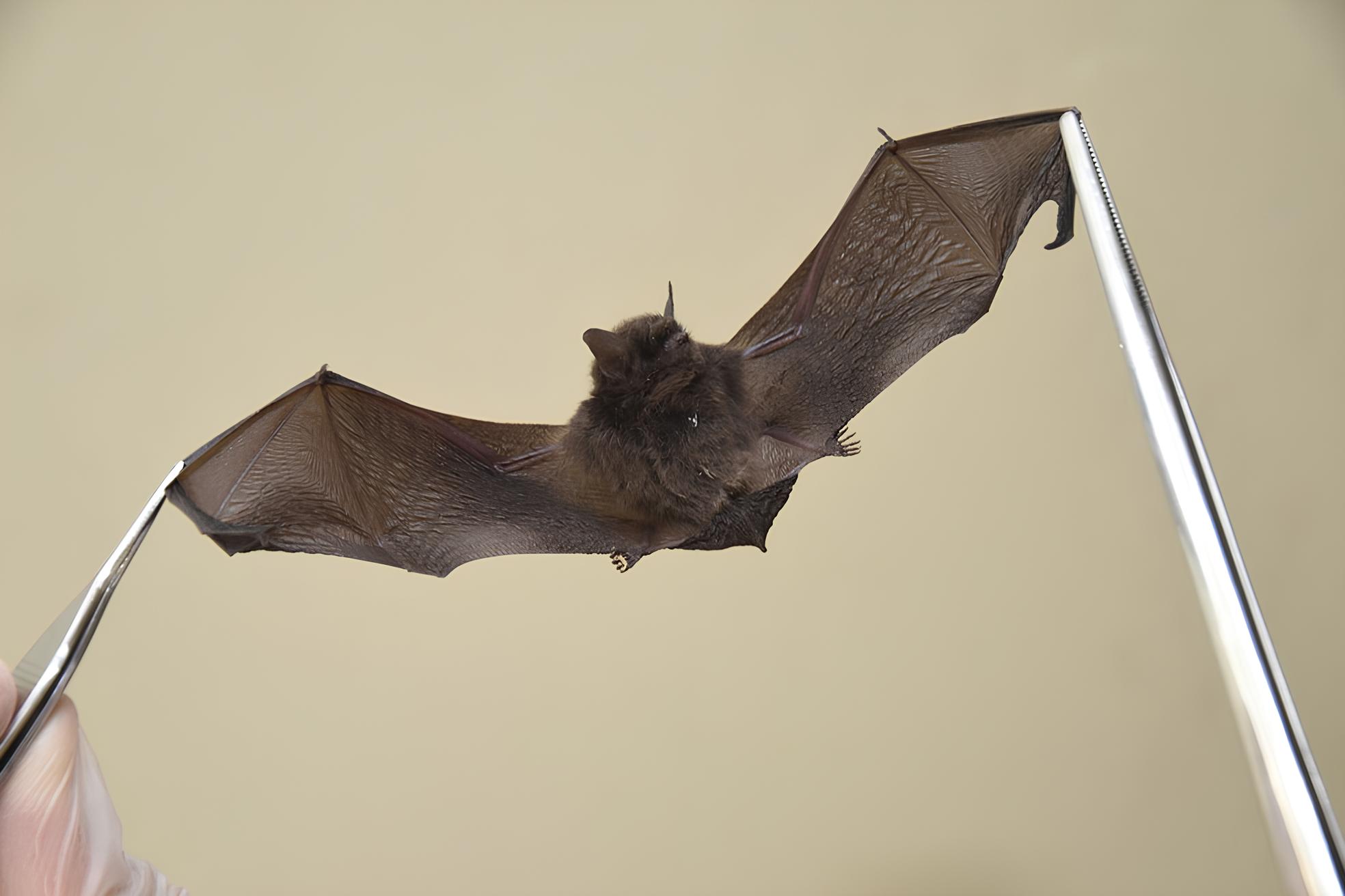 O Mist rio Sombrio dos Morcegos de Valinhos Quando a Natureza Entra em Alerta Vermelho