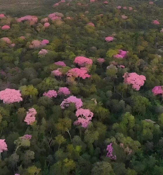 O Pantanal em Chamas de Rosa Como os Ip s Transformam a Paisagem e o Cora o do Brasil
