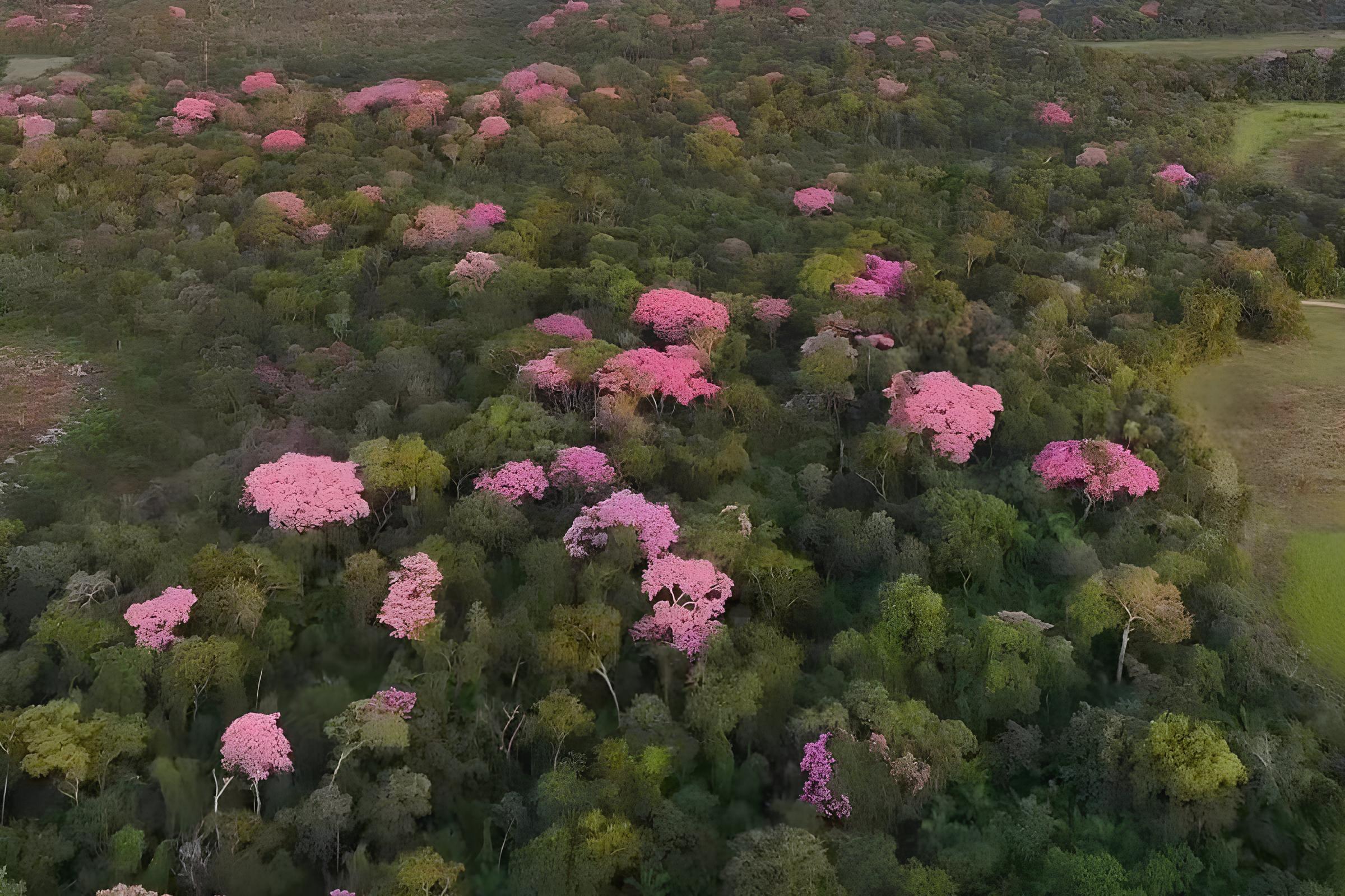 O Pantanal em Chamas de Rosa Como os Ip s Transformam a Paisagem e o Cora o do Brasil