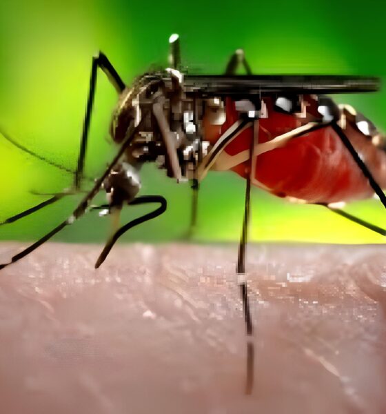 O Que Está Por Trás do Número Alarmante: São Paulo e a Trágica Marca de Mil Mortes por Dengue em 2025 2 O Que Est Por Tr s do N mero Alarmante S o Paulo e a Tr gica Marca de Mil Mortes por Dengue em 2025