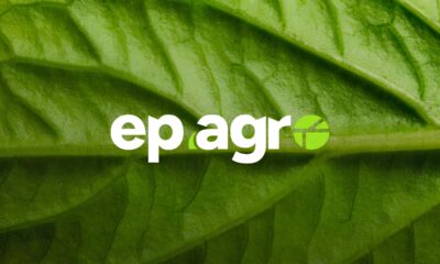 O Sabor do Brasil no Exterior Como o Caf Conquistou os EUA e Est Mudando o Jogo Global