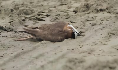 O Sil ncio das Aves Como a Urbaniza o Est Apagando os C us do Litoral Paulista