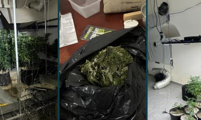 Opera o nas Sombras PM Desmantela Plantio Clandestino de Maconha em Campinas e Prende Suspeito