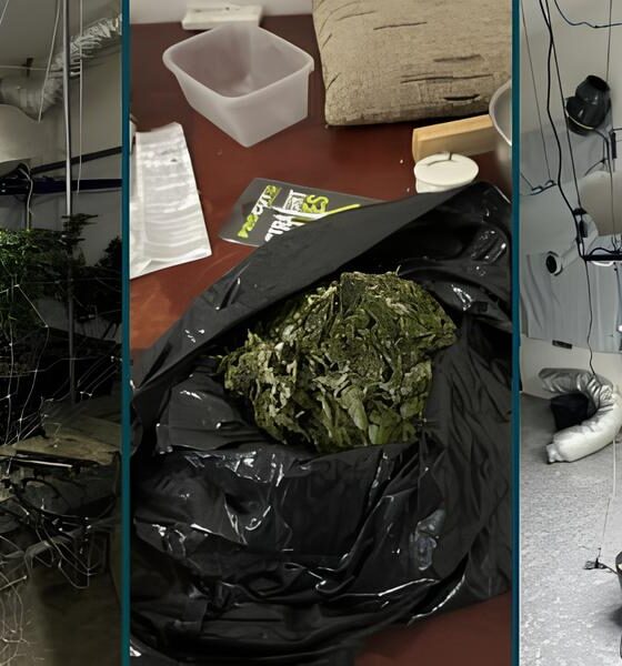 Operação nas Sombras: PM Desmantela Plantio Clandestino de Maconha em Campinas e Prende Suspeito 2 Opera o nas Sombras PM Desmantela Plantio Clandestino de Maconha em Campinas e Prende Suspeito