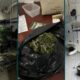 Opera o nas Sombras PM Desmantela Plantio Clandestino de Maconha em Campinas e Prende Suspeito