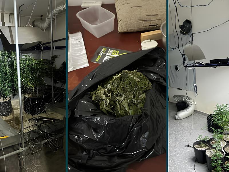 Opera o nas Sombras PM Desmantela Plantio Clandestino de Maconha em Campinas e Prende Suspeito
