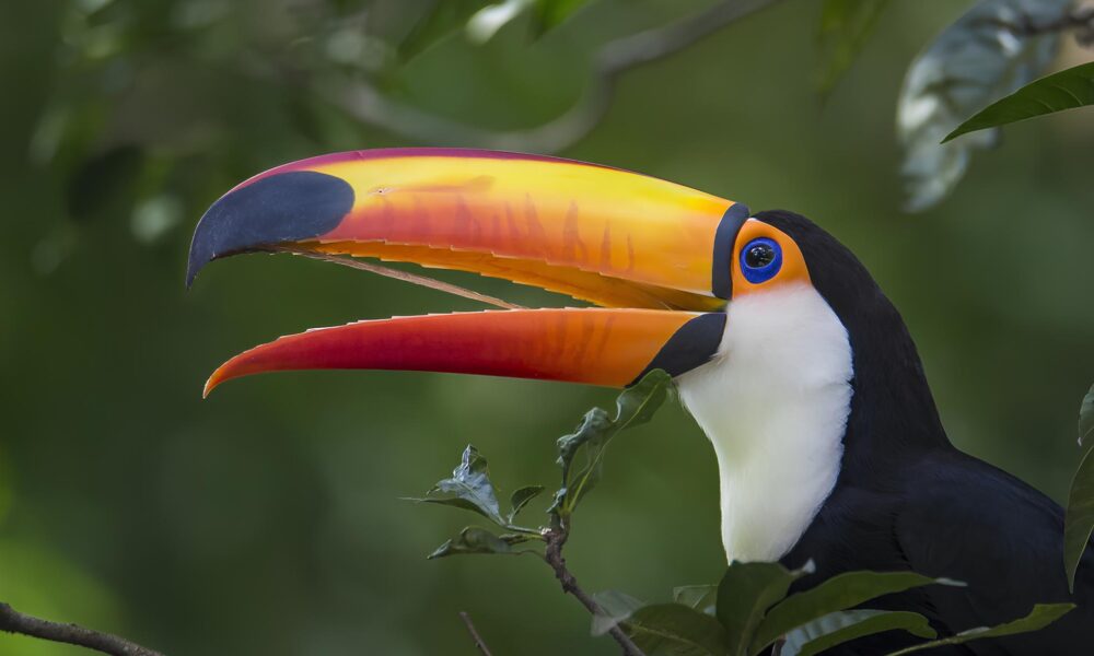 Por Que Algumas Regi es do Planeta S o Verdadeiros Para sos da Biodiversidade