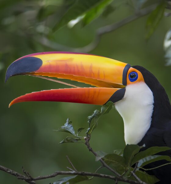 Por Que Algumas Regiões do Planeta São Verdadeiros Paraísos da Biodiversidade? 2 Por Que Algumas Regi es do Planeta S o Verdadeiros Para sos da Biodiversidade