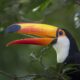 Por Que Algumas Regi es do Planeta S o Verdadeiros Para sos da Biodiversidade