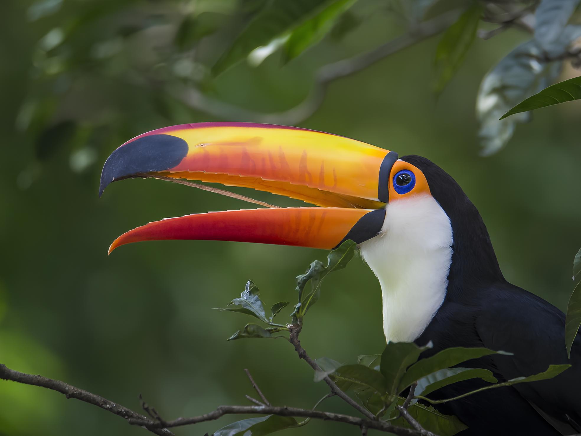 Por Que Algumas Regiões do Planeta São Verdadeiros Paraísos da Biodiversidade? 1 Por Que Algumas Regi es do Planeta S o Verdadeiros Para sos da Biodiversidade