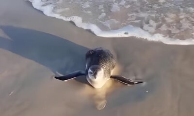Por Que Pinguins Est o Invadindo as Praias da Baixada Santista A Hist ria N o Contada de Um Fen meno Ambiental
