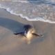 Por Que Pinguins Est o Invadindo as Praias da Baixada Santista A Hist ria N o Contada de Um Fen meno Ambiental
