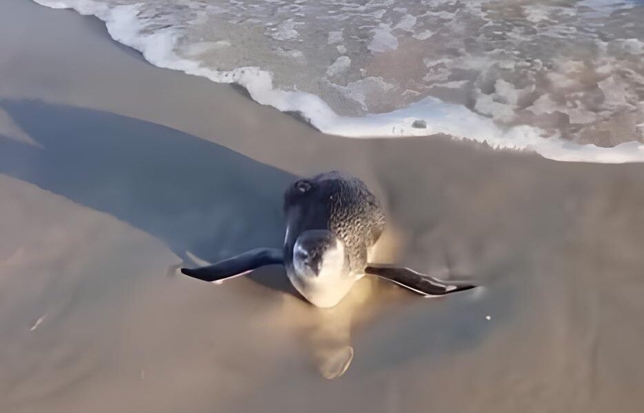 Por Que Pinguins Est o Invadindo as Praias da Baixada Santista A Hist ria N o Contada de Um Fen meno Ambiental