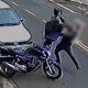 Quando a Coragem Enfrenta o Crime O Caso do Motociclista de Campinas Que Virou Her i Relutante