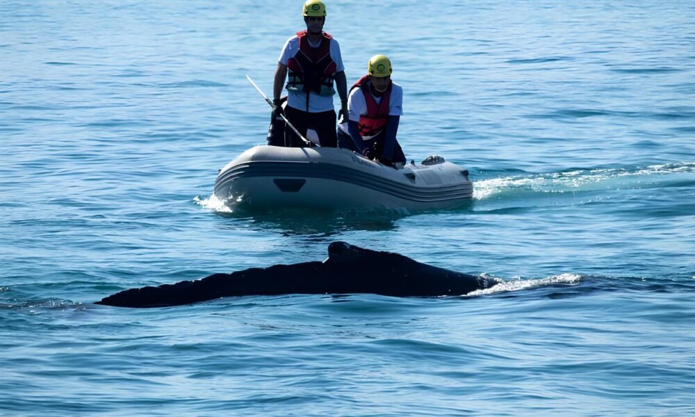 Quando o Oceano Clama por Ajuda A Saga da Baleia Jubarte de Ubatuba e a Luta pela Vida no Mar