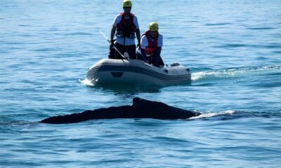 Quando o Oceano Clama por Ajuda A Saga da Baleia Jubarte de Ubatuba e a Luta pela Vida no Mar