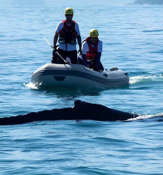 Quando o Oceano Clama por Ajuda A Saga da Baleia Jubarte de Ubatuba e a Luta pela Vida no Mar