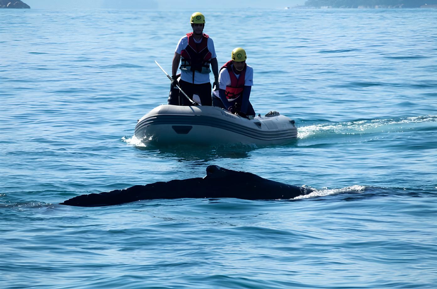 Quando o Oceano Clama por Ajuda A Saga da Baleia Jubarte de Ubatuba e a Luta pela Vida no Mar