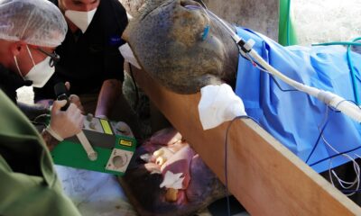 Quando um Hipop tamo Vai ao Dentista A Hist ria Inusitada de Dinho e Seu Tratamento de Canal