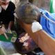 Quando um Hipop tamo Vai ao Dentista A Hist ria Inusitada de Dinho e Seu Tratamento de Canal