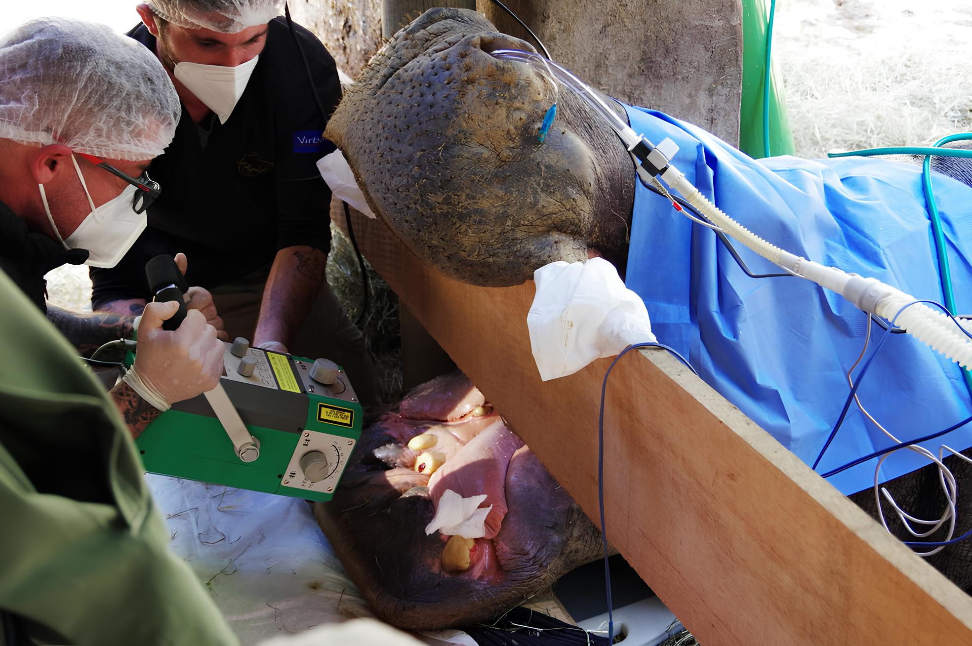 Quando um Hipopótamo Vira Paciente: O Caso Extraordinário do Tratamento de Canal que Mobilizou 16 Veterinários em Campinas 1