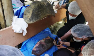 Um Caso Raro e Fascinante O Hipop tamo que Fez Hist ria na Odontologia Veterin ria