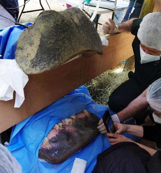 Um Caso Raro e Fascinante: O Hipopótamo que Fez História na Odontologia Veterinária 2 Um Caso Raro e Fascinante O Hipop tamo que Fez Hist ria na Odontologia Veterin ria