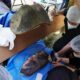 Um Caso Raro e Fascinante O Hipop tamo que Fez Hist ria na Odontologia Veterin ria