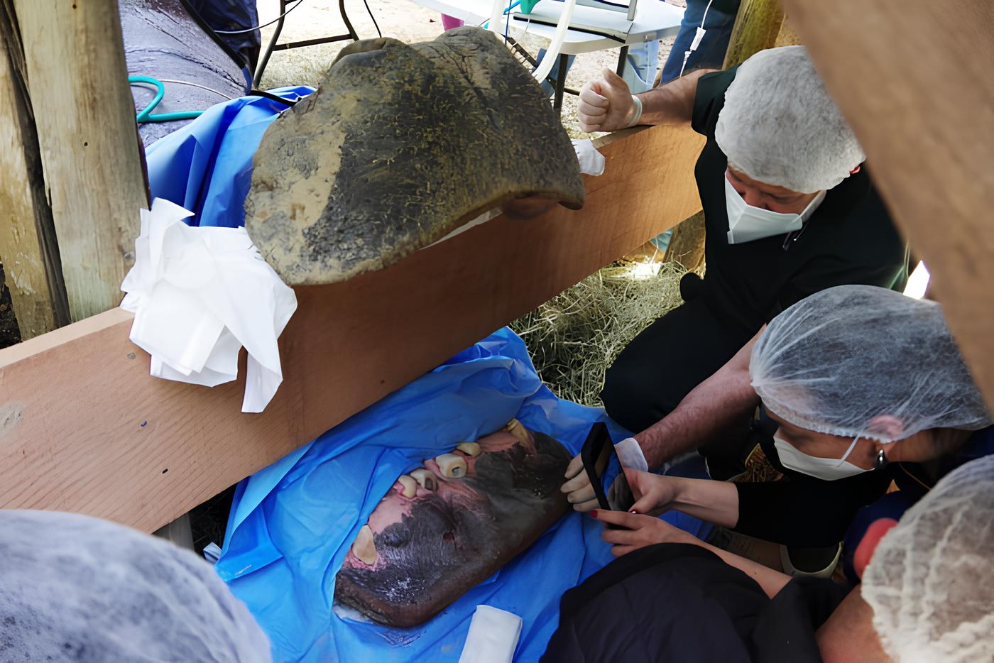 Um Caso Raro e Fascinante: O Hipopótamo que Fez História na Odontologia Veterinária 1 Um Caso Raro e Fascinante O Hipop tamo que Fez Hist ria na Odontologia Veterin ria