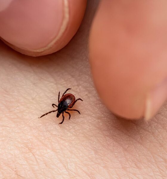 A Descoberta Surpreendente que Pode Mudar o Tratamento da Febre Maculosa Saliva de Carrapato Revela Poss vel Cura