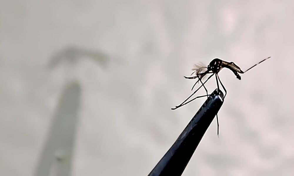 A Epidemia Silenciosa de Campinas Como a Dengue Voltou com For a em 2025 e o Que Voc Precisa Saber para se Proteger