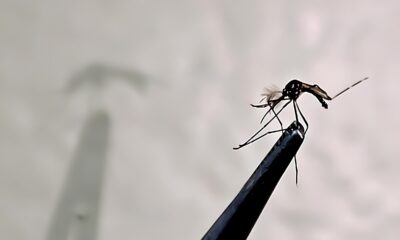 A Epidemia Silenciosa de Campinas Como a Dengue Voltou com For a em 2025 e o Que Voc Precisa Saber para se Proteger