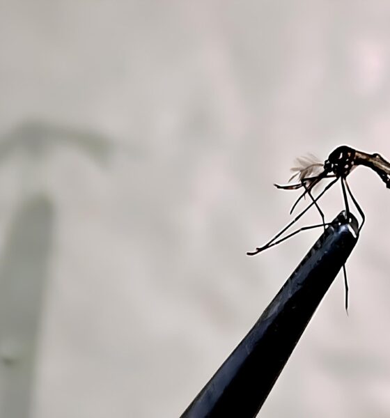 A Epidemia Silenciosa de Campinas Como a Dengue Voltou com For a em 2025 e o Que Voc Precisa Saber para se Proteger