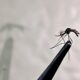 A Epidemia Silenciosa de Campinas Como a Dengue Voltou com For a em 2025 e o Que Voc Precisa Saber para se Proteger