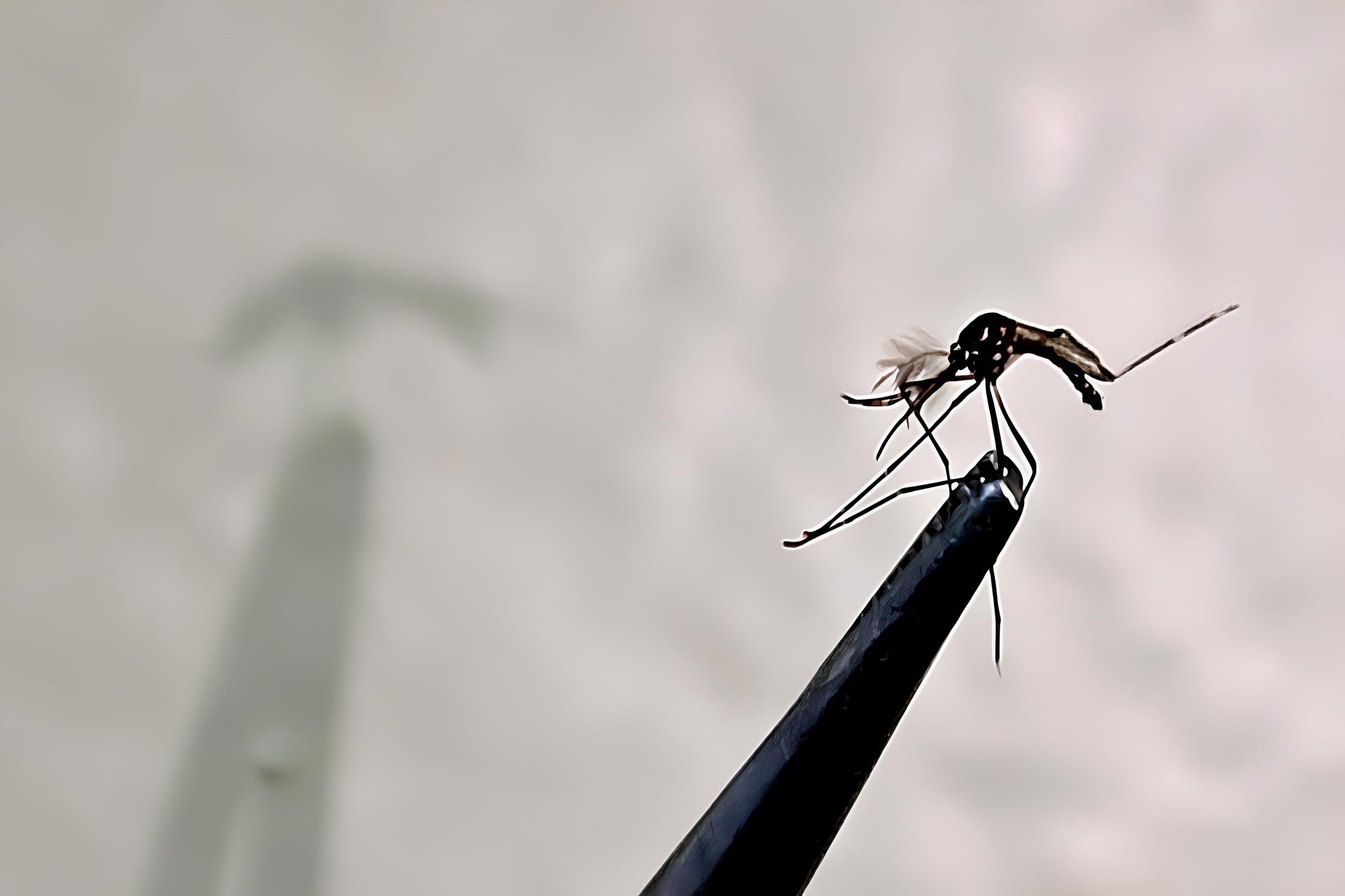 A Epidemia Silenciosa de Campinas Como a Dengue Voltou com For a em 2025 e o Que Voc Precisa Saber para se Proteger