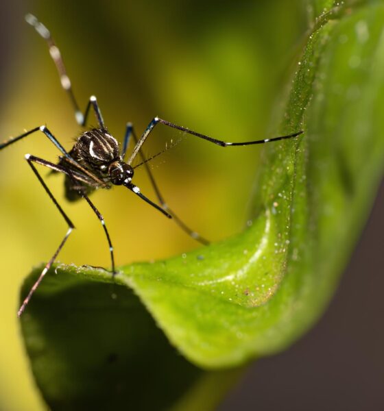 Campinas em Alerta: 28 Bairros Sob Ameaça de Dengue – O Que Você Precisa Saber Agora 2 Campinas em Alerta 28 Bairros Sob Amea a de Dengue O Que Voc Precisa Saber Agora