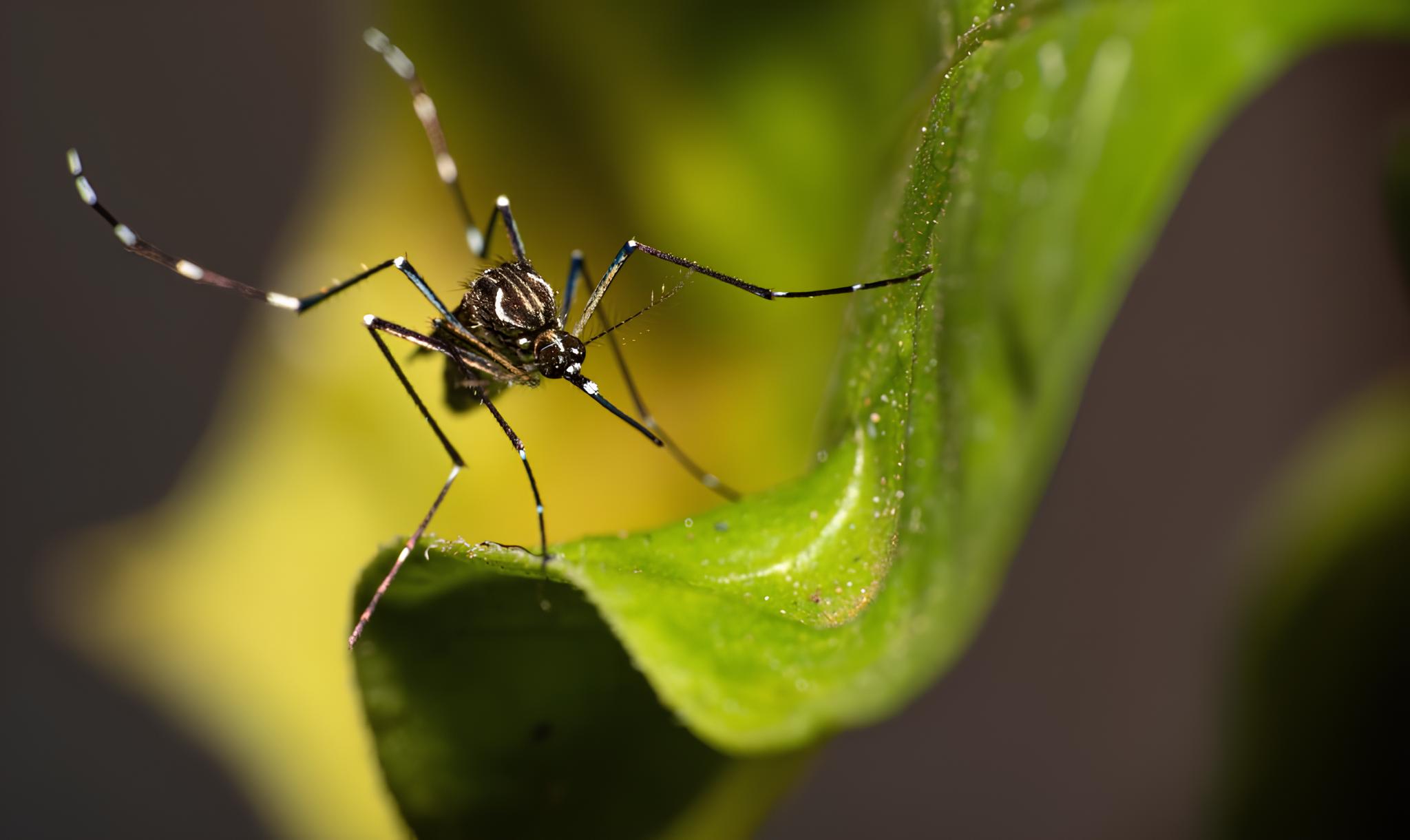 Campinas em Alerta: 28 Bairros Sob Ameaça de Dengue – O Que Você Precisa Saber Agora 1 Campinas em Alerta 28 Bairros Sob Amea a de Dengue O Que Voc Precisa Saber Agora