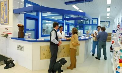 Como Campinas Revolucionou o Bem Estar Animal em 2025 O Que Voc Precisa Saber Sobre os N meros Recorde do DPBEA