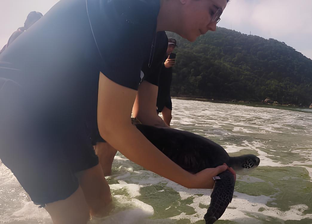 Como Uma Tartaruga Verde Conquistou Seu Caminho de Volta ao Mar: Uma História de Resgate e Esperança na Baixada Santista 1
