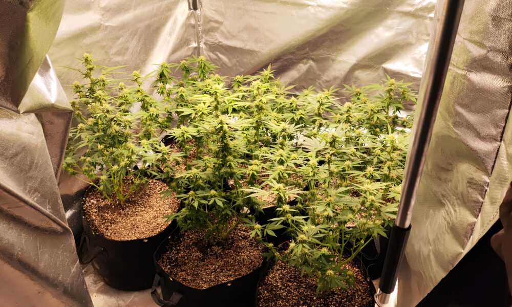 Descoberta Explosiva Como uma Estufa de Maconha no Jardim Esmeraldina Revelou o Lado Oculto de Campinas