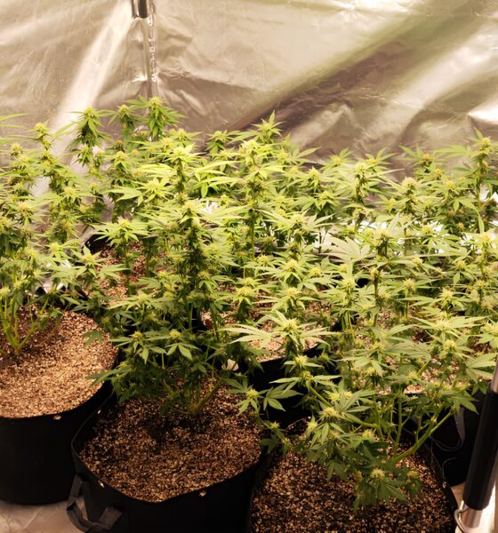 Descoberta Explosiva: Como uma Estufa de Maconha no Jardim Esmeraldina Revelou o Lado Oculto de Campinas 2 Descoberta Explosiva Como uma Estufa de Maconha no Jardim Esmeraldina Revelou o Lado Oculto de Campinas
