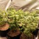 Descoberta Explosiva Como uma Estufa de Maconha no Jardim Esmeraldina Revelou o Lado Oculto de Campinas
