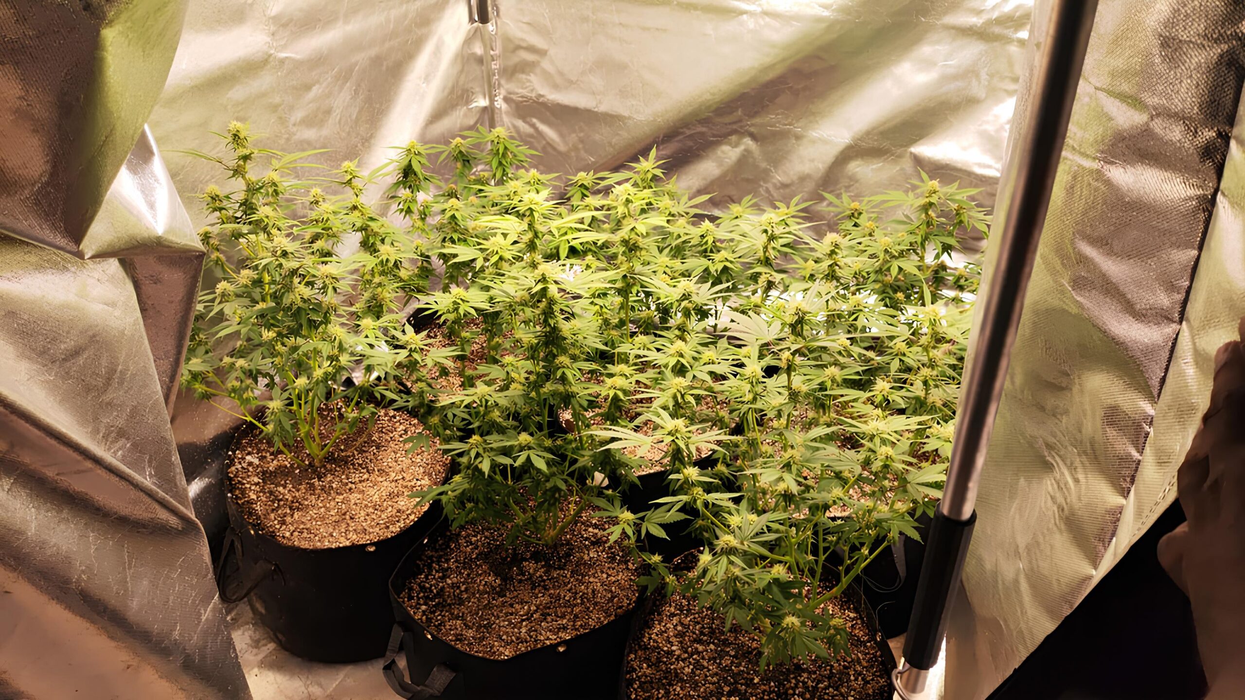 Descoberta Explosiva: Como uma Estufa de Maconha no Jardim Esmeraldina Revelou o Lado Oculto de Campinas 1 Descoberta Explosiva Como uma Estufa de Maconha no Jardim Esmeraldina Revelou o Lado Oculto de Campinas scaled