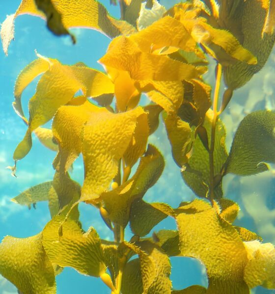 Descobrindo o Futuro da Medicina: Como as Algas Marinhas Podem Revolucionar o Combate ao Câncer 2 Descobrindo o Futuro da Medicina Como as Algas Marinhas Podem Revolucionar o Combate ao C ncer