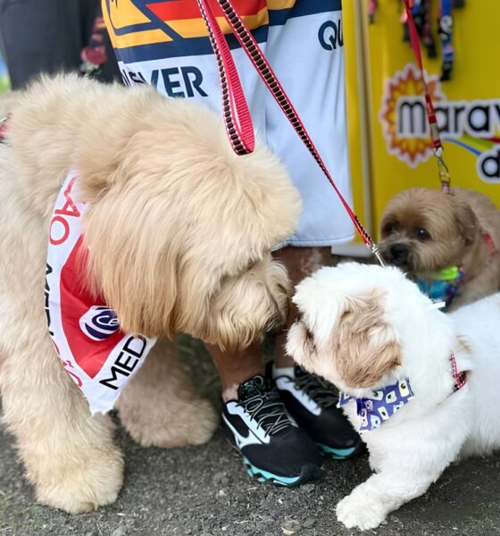 Descubra Por Que o Pet Day em Campinas Está Revolucionando a Relação Entre Pessoas e Pets 2 Descubra Por Que o Pet Day em Campinas Est Revolucionando a Rela o Entre Pessoas e Pets